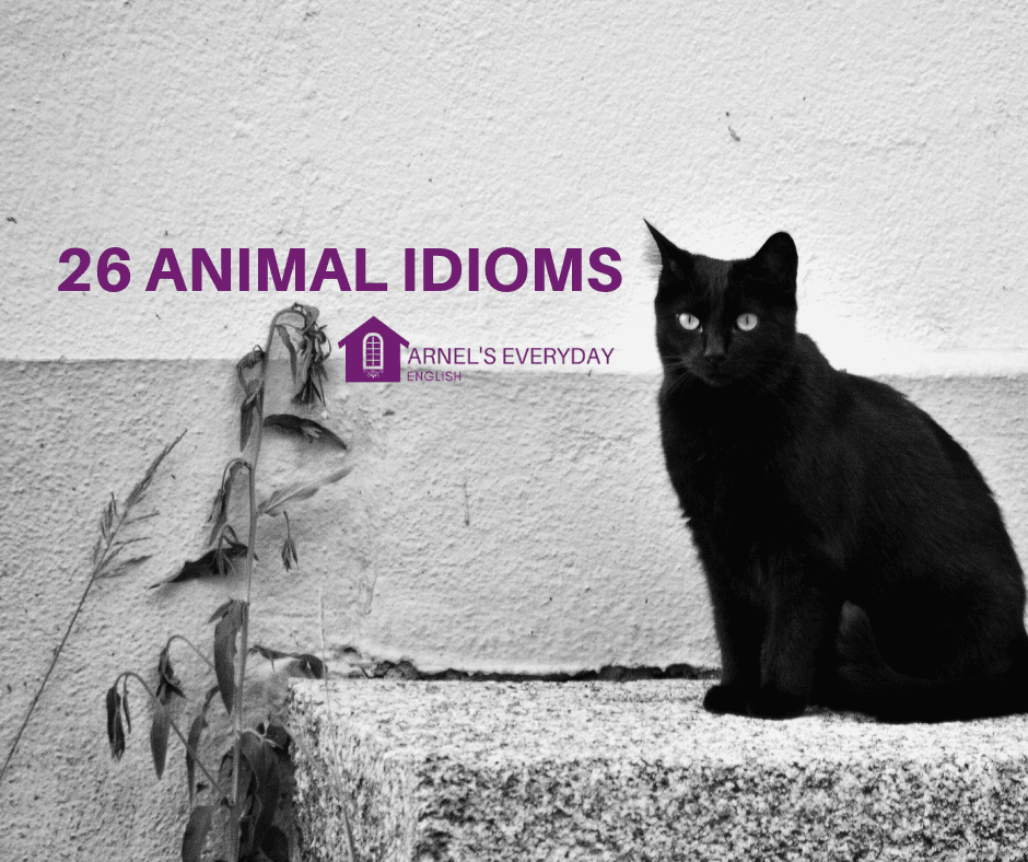 Animal Idioms about CATS and Their Meanings in English